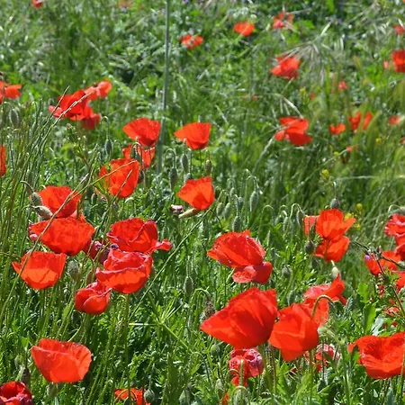 Refugio De Gredos נאבארדונדה דה גרדוס