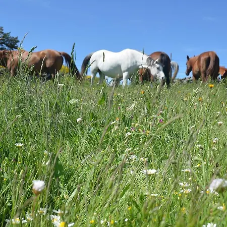 בית הארחה Refugio De Gredos