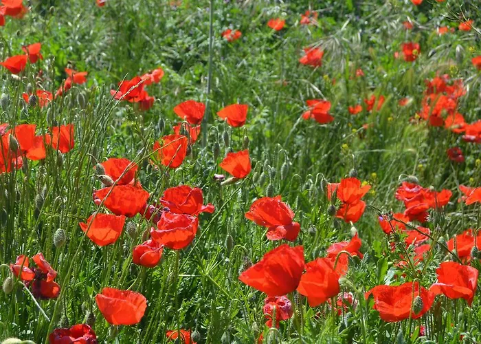 Hostal Refugio De Gredos Наварредонда-де-Гредос