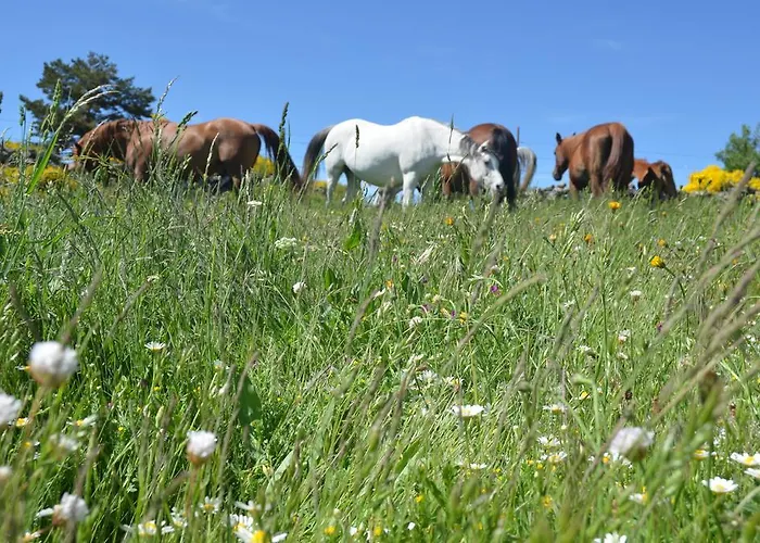 Pensión Refugio De Gredos