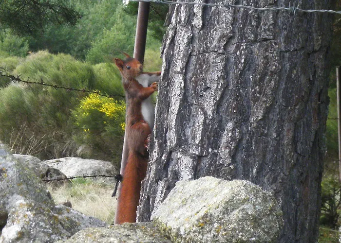 Refugio De Gredos Navarredonda